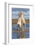 Camargue Horses, Stallions Fighting in the Water, Bouches Du Rhone, Provence, France, Europe-Gabrielle and Michel Therin-Weise-Framed Photographic Print