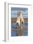 Camargue Horses, Stallions Fighting in the Water, Bouches Du Rhone, Provence, France, Europe-Gabrielle and Michel Therin-Weise-Framed Photographic Print