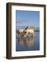 Camargue Horses, Stallions Fighting in the Water, Bouches Du Rhone, Provence, France, Europe-Gabrielle and Michel Therin-Weise-Framed Photographic Print