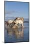 Camargue Horses, Stallions Fighting in the Water, Bouches Du Rhone, Provence, France, Europe-Gabrielle and Michel Therin-Weise-Mounted Photographic Print