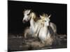 Camargue Horses-Bobbie Goodrich-Mounted Giclee Print