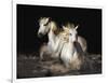 Camargue Horses-Bobbie Goodrich-Framed Giclee Print