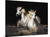 Camargue Horses-Bobbie Goodrich-Mounted Giclee Print