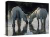 Camargue Horses-Christophe Boisvieux-Stretched Canvas