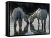 Camargue Horses-Christophe Boisvieux-Framed Stretched Canvas