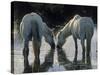 Camargue Horses-Christophe Boisvieux-Stretched Canvas