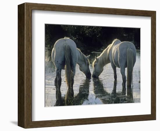 Camargue Horses-Christophe Boisvieux-Framed Photographic Print