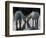 Camargue Horses-Christophe Boisvieux-Framed Photographic Print