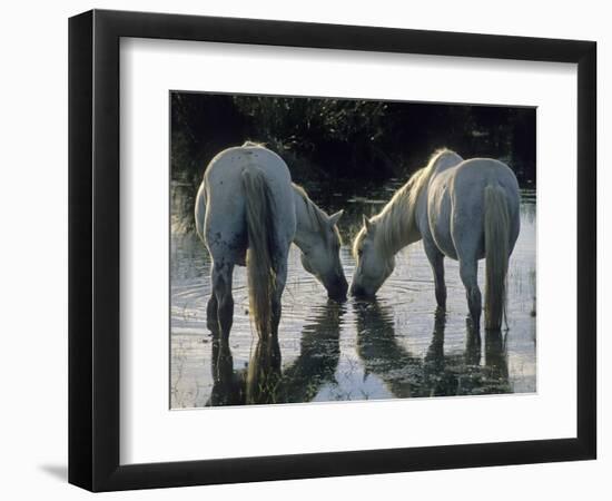 Camargue Horses-Christophe Boisvieux-Framed Photographic Print