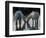 Camargue Horses-Christophe Boisvieux-Framed Photographic Print