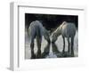 Camargue Horses-Christophe Boisvieux-Framed Photographic Print