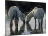 Camargue Horses-Christophe Boisvieux-Mounted Photographic Print