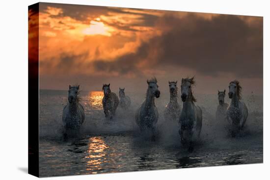 Camargue on Fire-Xavier Ortega-Stretched Canvas