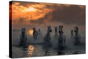 Camargue on Fire-Xavier Ortega-Stretched Canvas