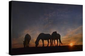 Camargue Sunrise-PH Burchett-Stretched Canvas