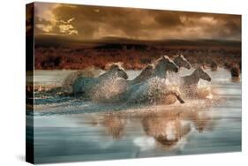 Camargue Water Run - Spatter-Bobbie Goodrich-Stretched Canvas