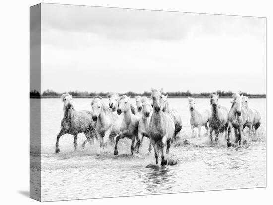 Camargue White Horses Galloping Through Water, Camargue, France-Nadia Isakova-Stretched Canvas