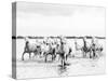 Camargue White Horses Galloping Through Water, Camargue, France-Nadia Isakova-Stretched Canvas