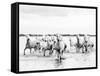 Camargue White Horses Galloping Through Water, Camargue, France-Nadia Isakova-Framed Stretched Canvas