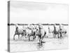 Camargue White Horses Galloping Through Water, Camargue, France-Nadia Isakova-Stretched Canvas