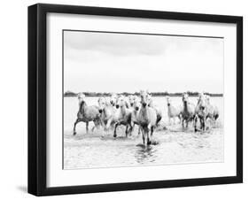 Camargue White Horses Galloping Through Water, Camargue, France-Nadia Isakova-Framed Photographic Print