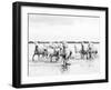 Camargue White Horses Galloping Through Water, Camargue, France-Nadia Isakova-Framed Photographic Print