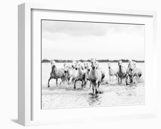 Camargue White Horses Galloping Through Water, Camargue, France-Nadia Isakova-Framed Photographic Print