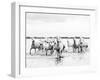 Camargue White Horses Galloping Through Water, Camargue, France-Nadia Isakova-Framed Photographic Print