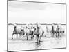 Camargue White Horses Galloping Through Water, Camargue, France-Nadia Isakova-Mounted Photographic Print