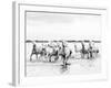 Camargue White Horses Galloping Through Water, Camargue, France-Nadia Isakova-Framed Photographic Print