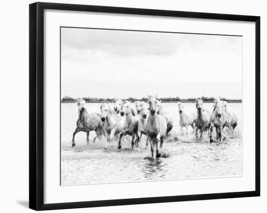 Camargue White Horses Galloping Through Water, Camargue, France-Nadia Isakova-Framed Photographic Print