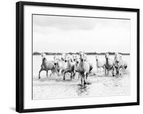 Camargue White Horses Galloping Through Water, Camargue, France-Nadia Isakova-Framed Photographic Print