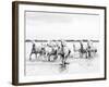 Camargue White Horses Galloping Through Water, Camargue, France-Nadia Isakova-Framed Photographic Print