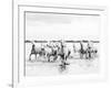 Camargue White Horses Galloping Through Water, Camargue, France-Nadia Isakova-Framed Photographic Print