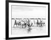 Camargue White Horses Galloping Through Water, Camargue, France-Nadia Isakova-Framed Photographic Print