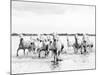 Camargue White Horses Galloping Through Water, Camargue, France-Nadia Isakova-Mounted Photographic Print