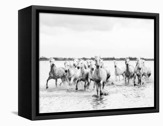 Camargue White Horses Galloping Through Water, Camargue, France-Nadia Isakova-Framed Stretched Canvas