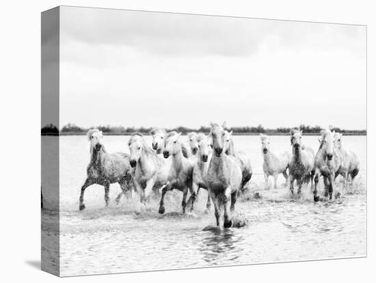 Camargue White Horses Galloping Through Water, Camargue, France-Nadia Isakova-Stretched Canvas