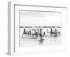 Camargue White Horses Galloping Through Water, Camargue, France-Nadia Isakova-Framed Photographic Print