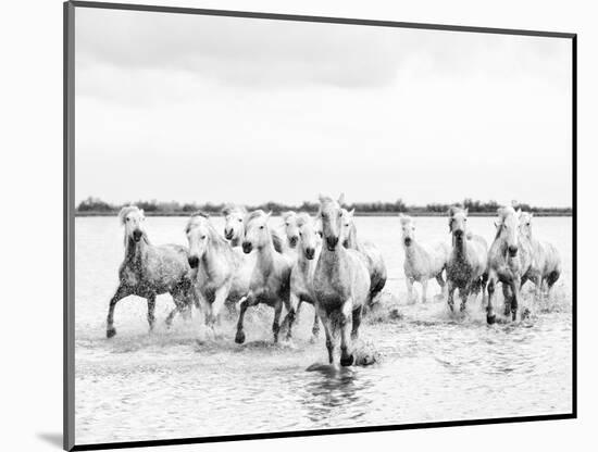 Camargue White Horses Galloping Through Water, Camargue, France-Nadia Isakova-Mounted Photographic Print