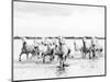 Camargue White Horses Galloping Through Water, Camargue, France-Nadia Isakova-Mounted Photographic Print