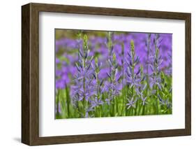 Camas along Bell's Run Creek, Chanticleer Garden, Wayne, Pennsylvania-Darrell Gulin-Framed Photographic Print