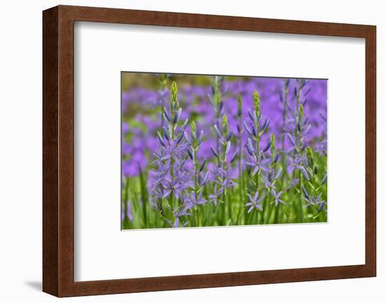 Camas along Bell's Run Creek, Chanticleer Garden, Wayne, Pennsylvania-Darrell Gulin-Framed Photographic Print