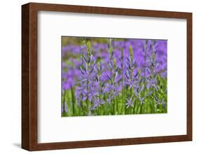 Camas along Bell's Run Creek, Chanticleer Garden, Wayne, Pennsylvania-Darrell Gulin-Framed Photographic Print