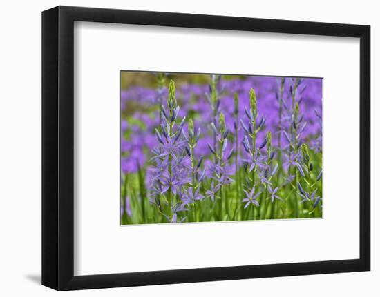 Camas along Bell's Run Creek, Chanticleer Garden, Wayne, Pennsylvania-Darrell Gulin-Framed Photographic Print