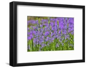 Camas along Bell's Run Creek, Chanticleer Garden, Wayne, Pennsylvania-Darrell Gulin-Framed Photographic Print