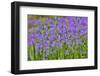 Camas along Bell's Run Creek, Chanticleer Garden, Wayne, Pennsylvania-Darrell Gulin-Framed Photographic Print