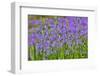 Camas along Bell's Run Creek, Chanticleer Garden, Wayne, Pennsylvania-Darrell Gulin-Framed Photographic Print