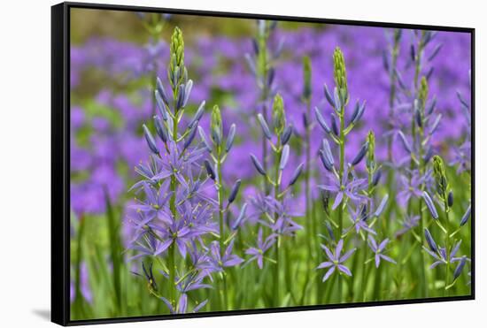 Camas along Bell's Run Creek, Chanticleer Garden, Wayne, Pennsylvania-Darrell Gulin-Framed Stretched Canvas