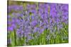 Camas along Bell's Run Creek, Chanticleer Garden, Wayne, Pennsylvania-Darrell Gulin-Stretched Canvas